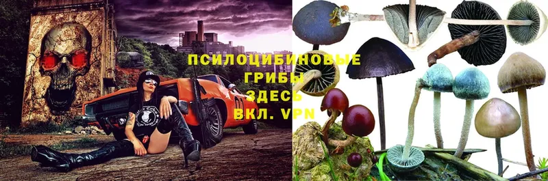 Псилоцибиновые грибы Psilocybe  купить наркоту  Апрелевка 